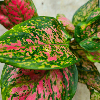 Aglaonema &