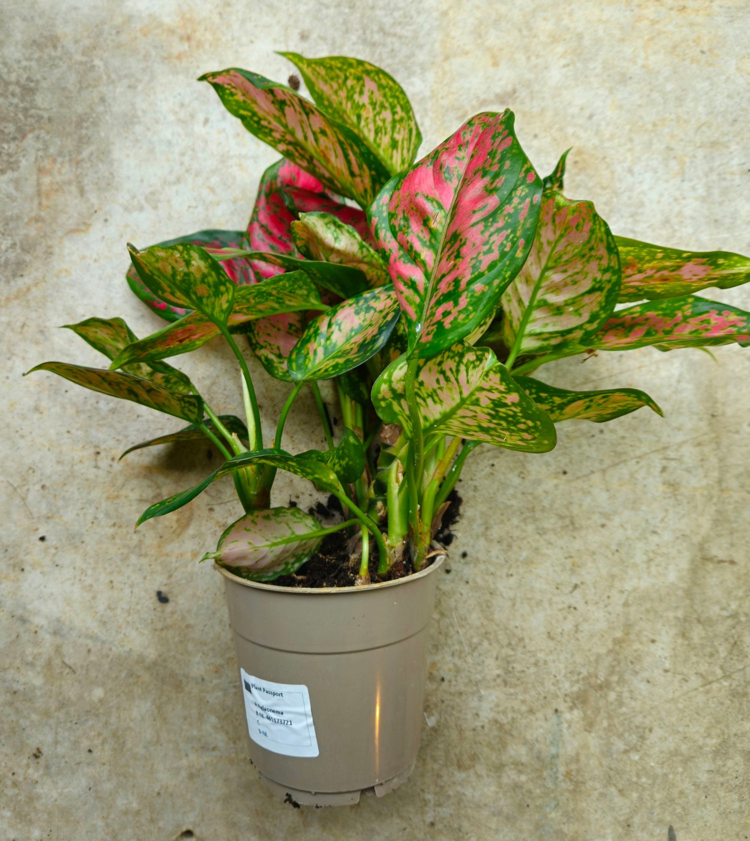 Aglaonema &