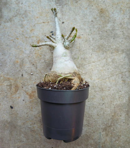 Adenium obesum &