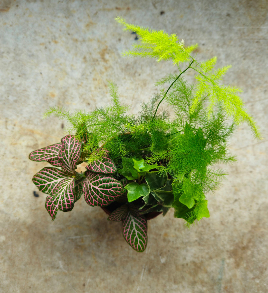 Mixed terrarium plants-8.5cm pot