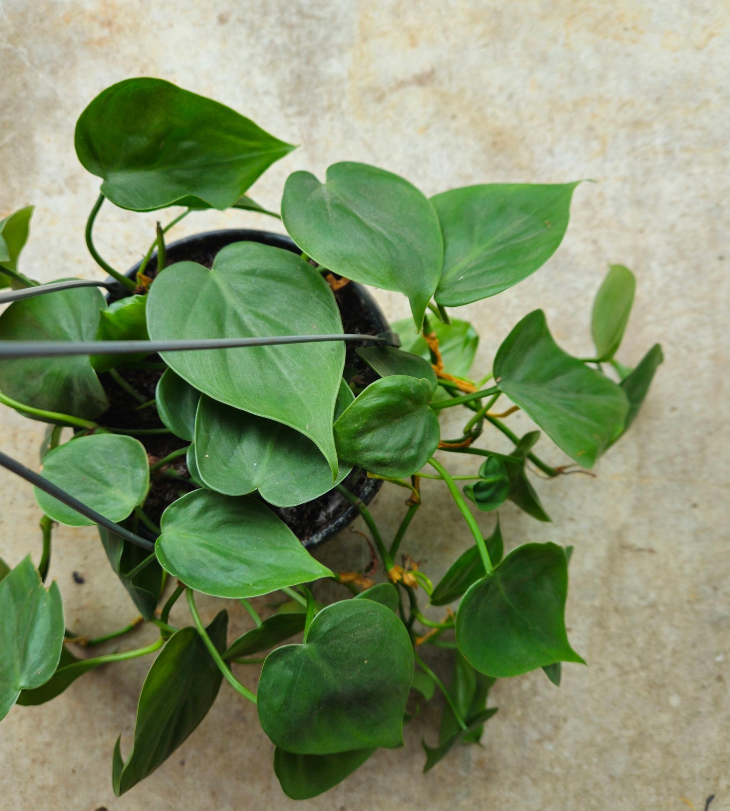 Philodendron hederaceum syn. Philodendron scandens (Heartleaf or Sweetheart Plant) Various sizes