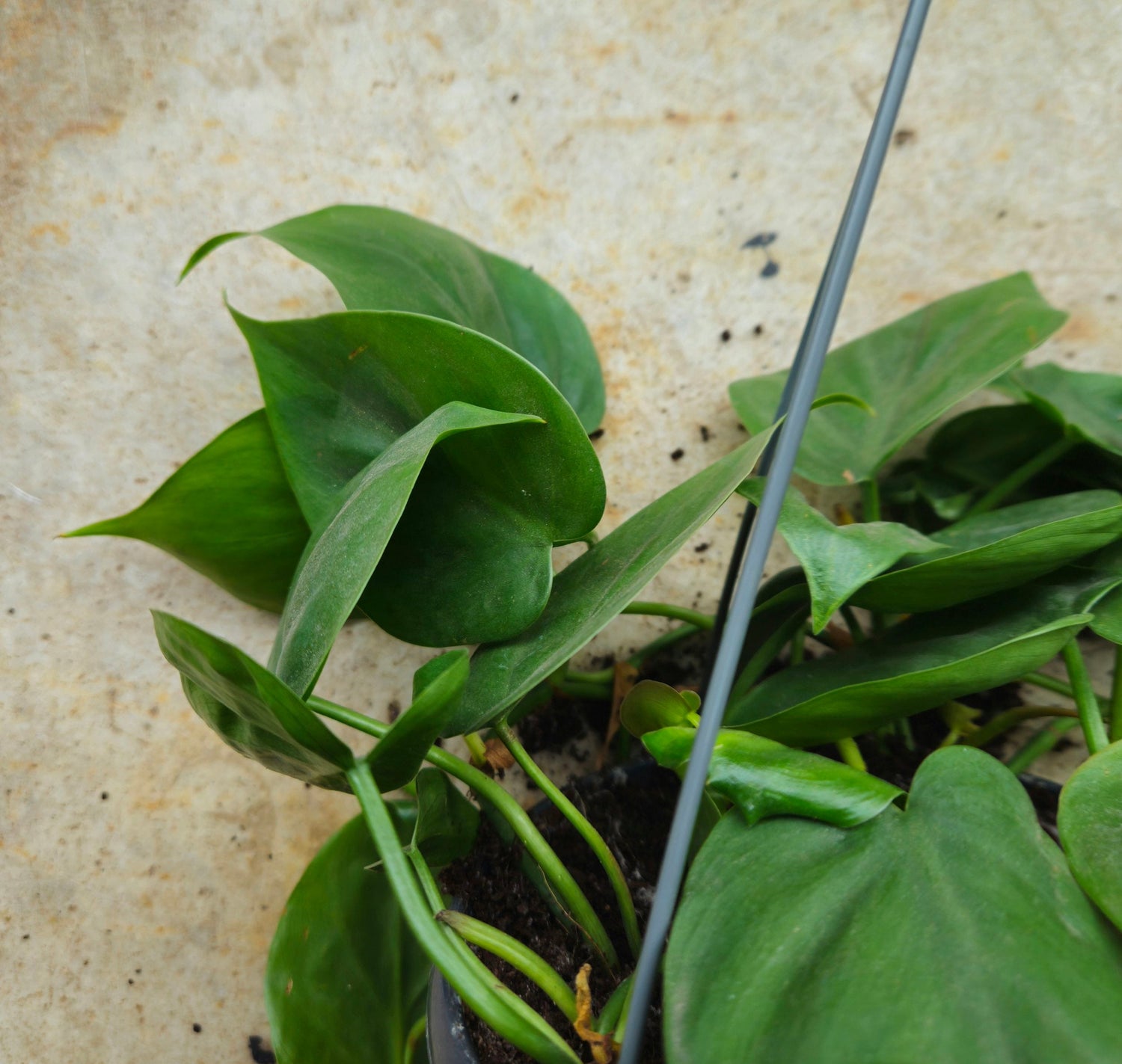 Philodendron hederaceum syn. Philodendron scandens (Heartleaf or Sweetheart Plant) Various sizes