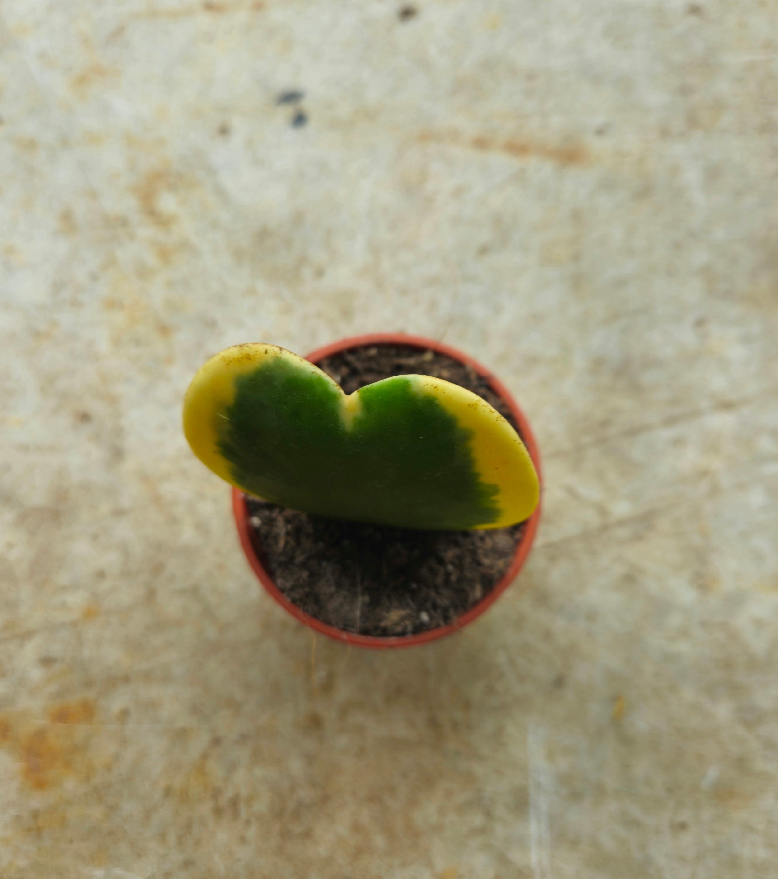 Hoya kerrii (Sweetheart plant) 2 varieties