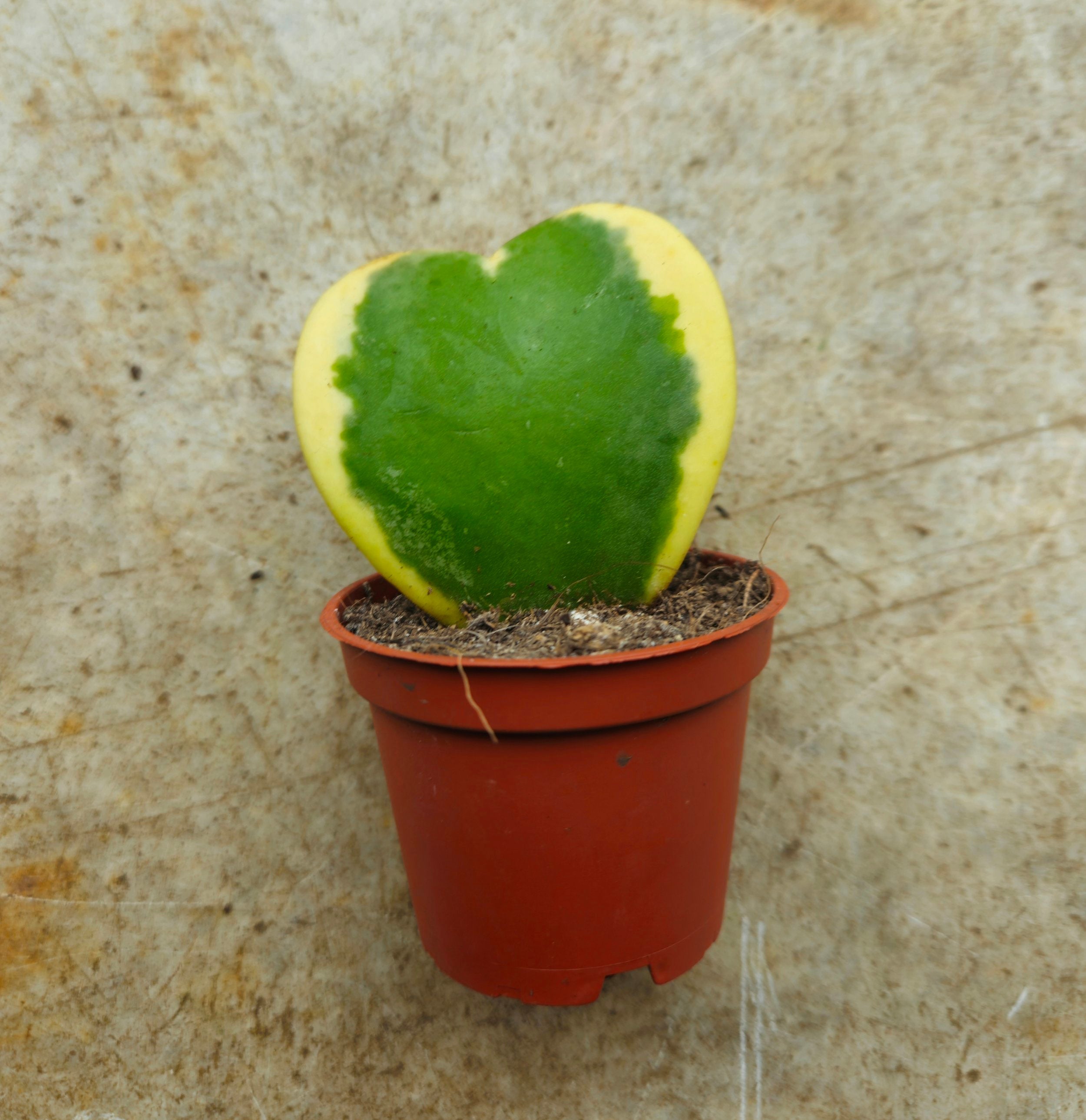 Variegated Hoya outlets kerrii “Sweetheart Hoya”