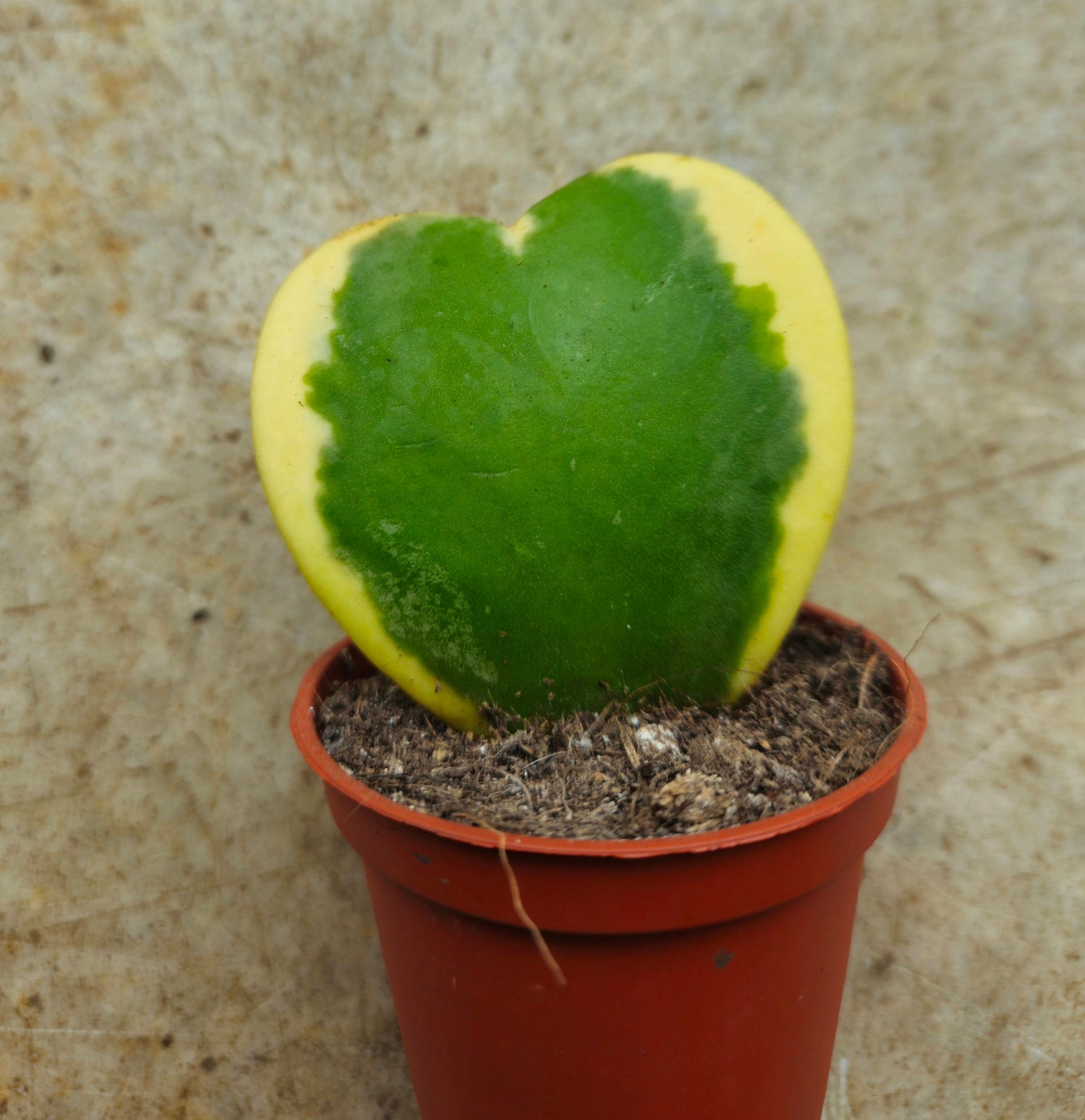 Hoya kerrii (Sweetheart plant) 2 varieties