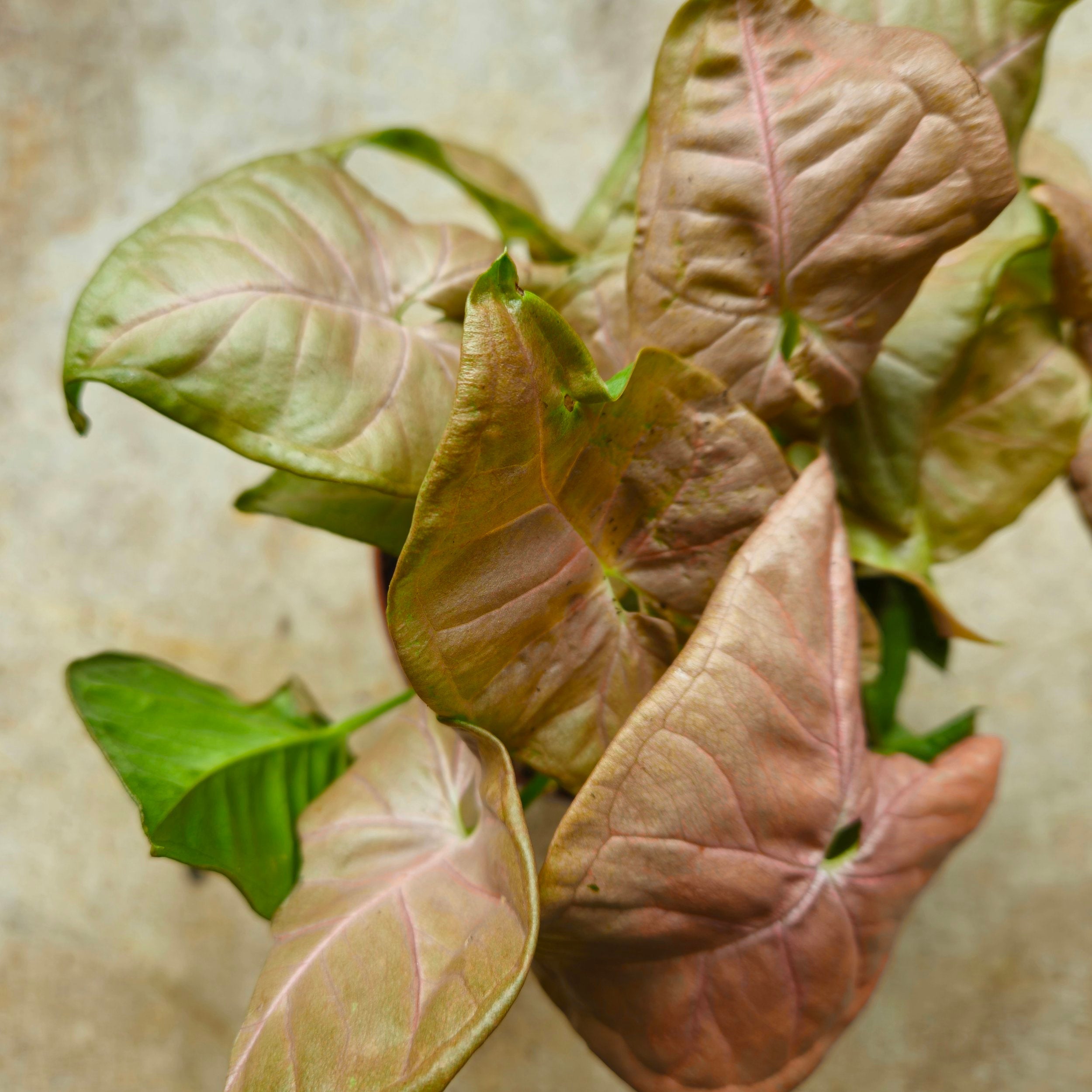 Syngonium podophyllum &