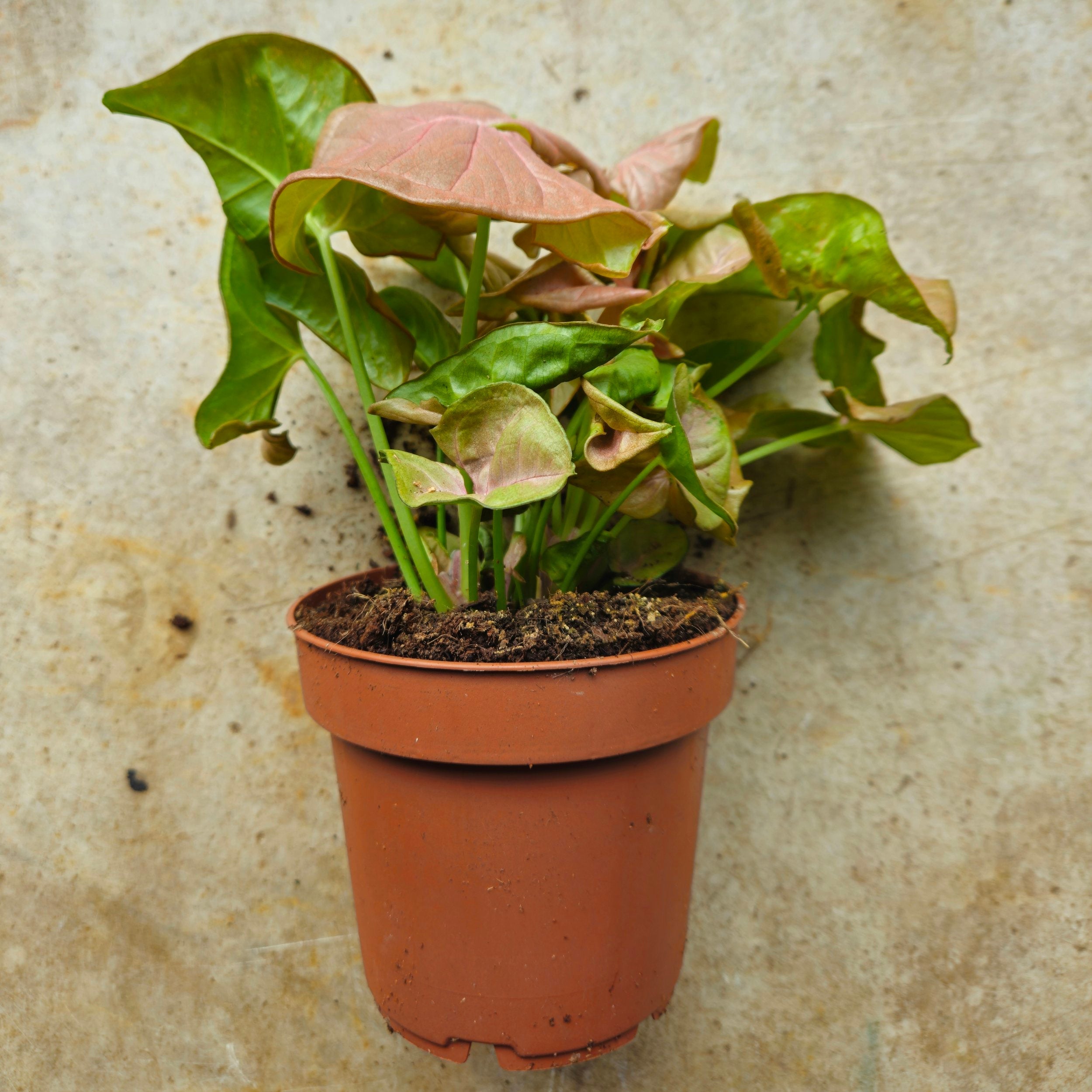 Syngonium podophyllum &