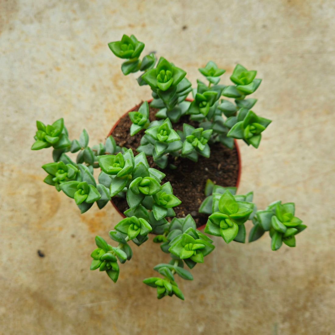 Crassula perforata (String of Buttons Succulent plant)