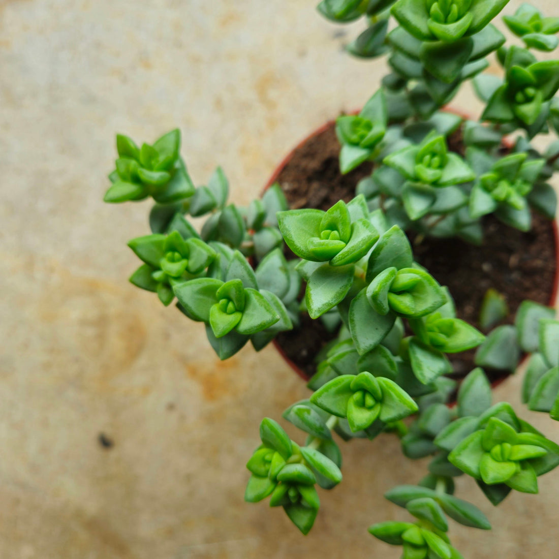 Crassula perforata (String of Buttons Succulent plant)