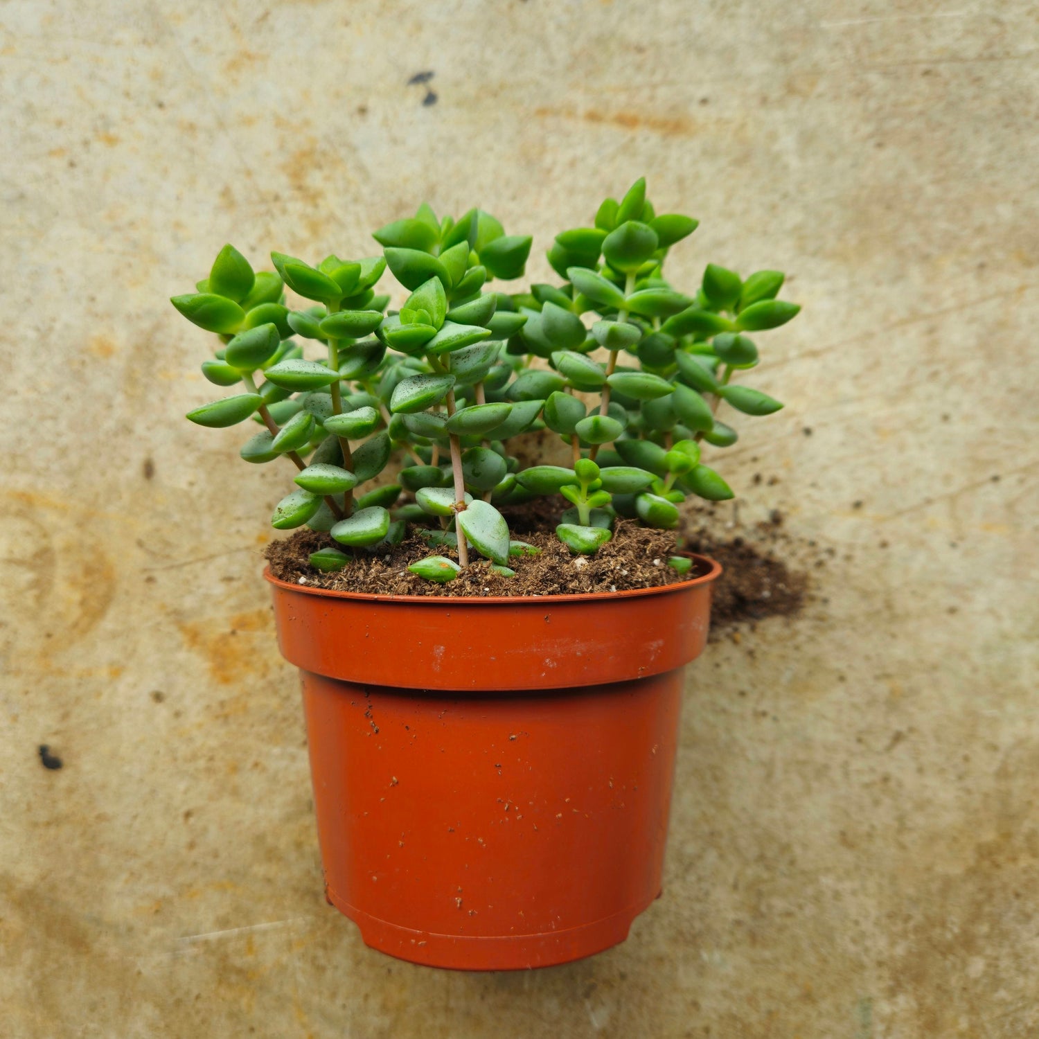 Crassula perforata (String of Buttons Succulent plant)