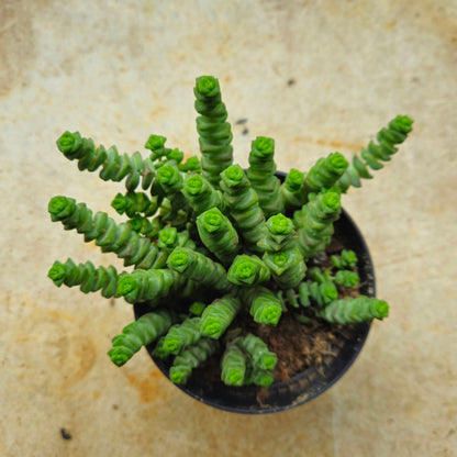 Crassula marnieriana (Jade Necklace Plant)