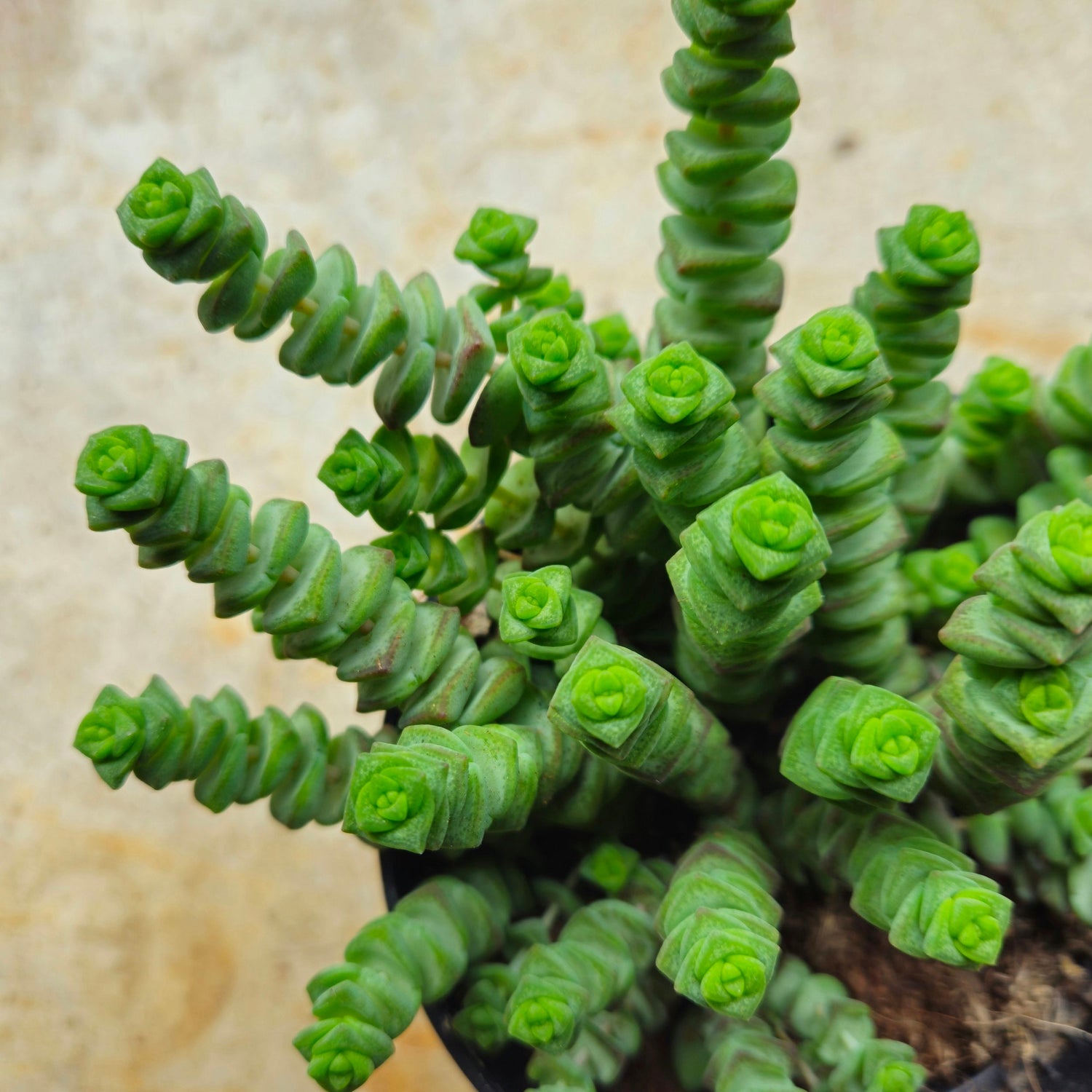 Crassula marnieriana (Jade Necklace Plant)