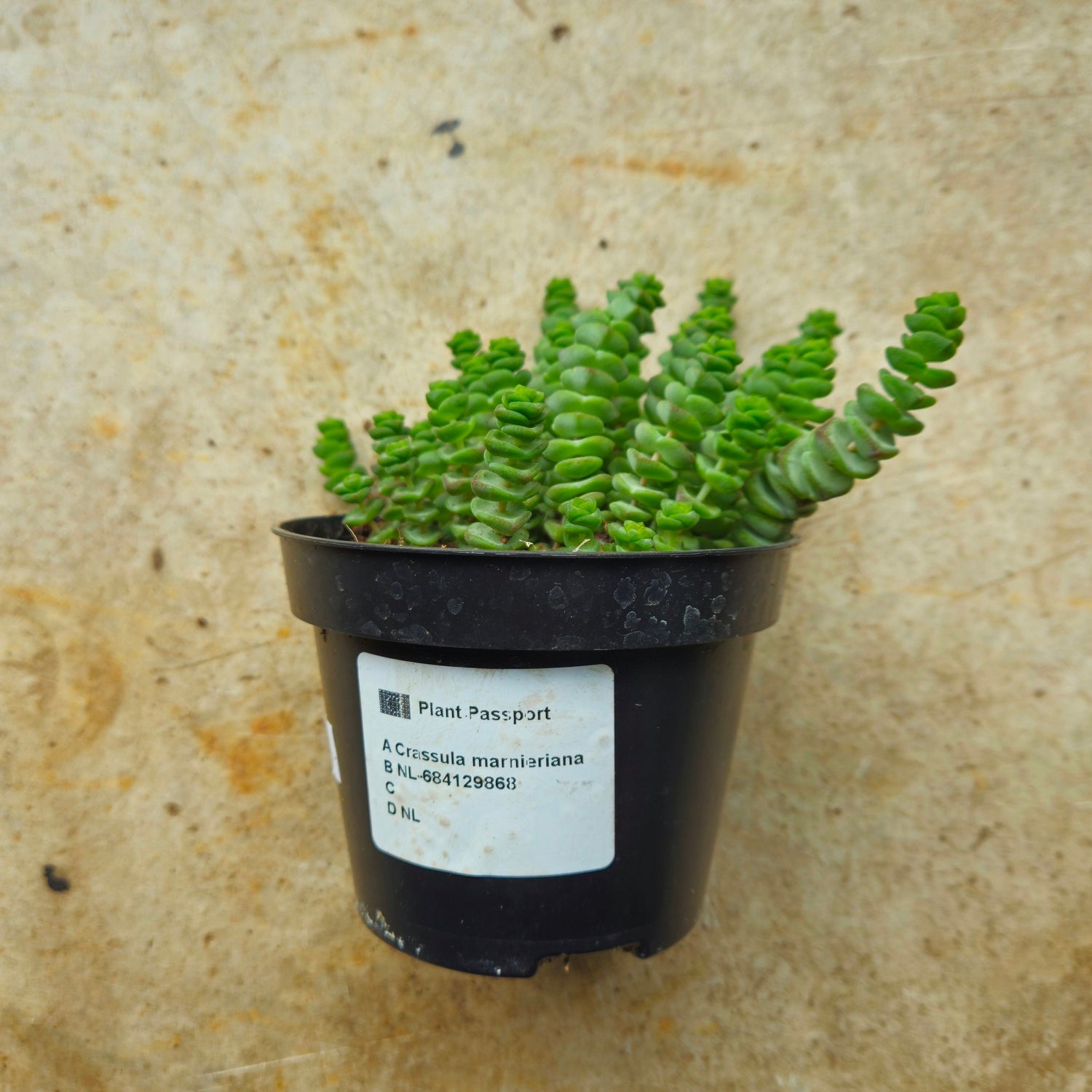 Crassula marnieriana (Jade Necklace Plant)