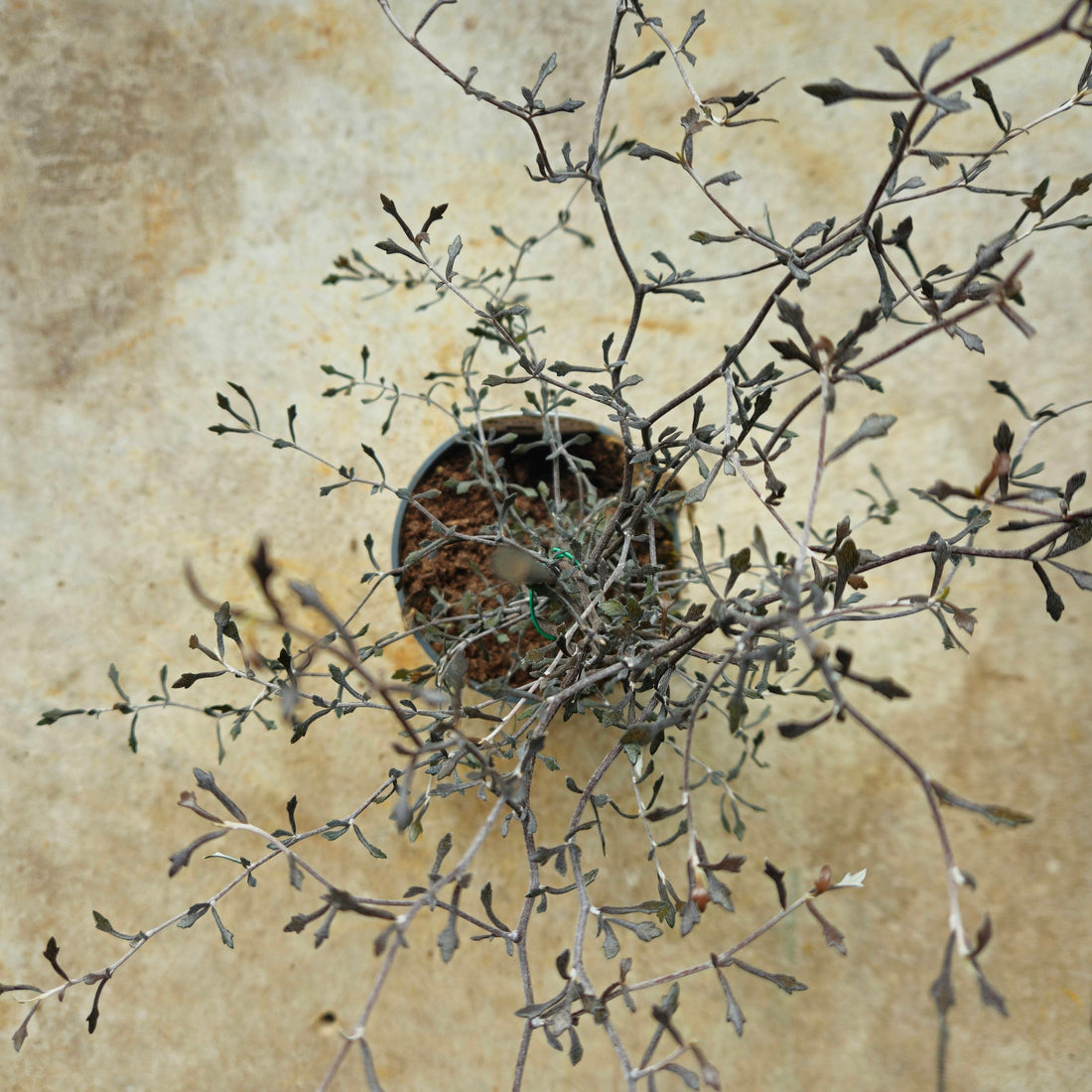 Corokia cotoneaster (Wire netting bush)