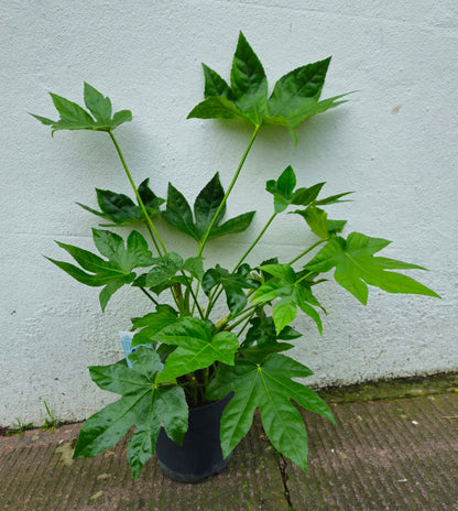 Fatsia japonica (Paper plant/False castor oil plant)