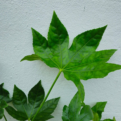 Fatsia japonica (Paper plant/False castor oil plant)