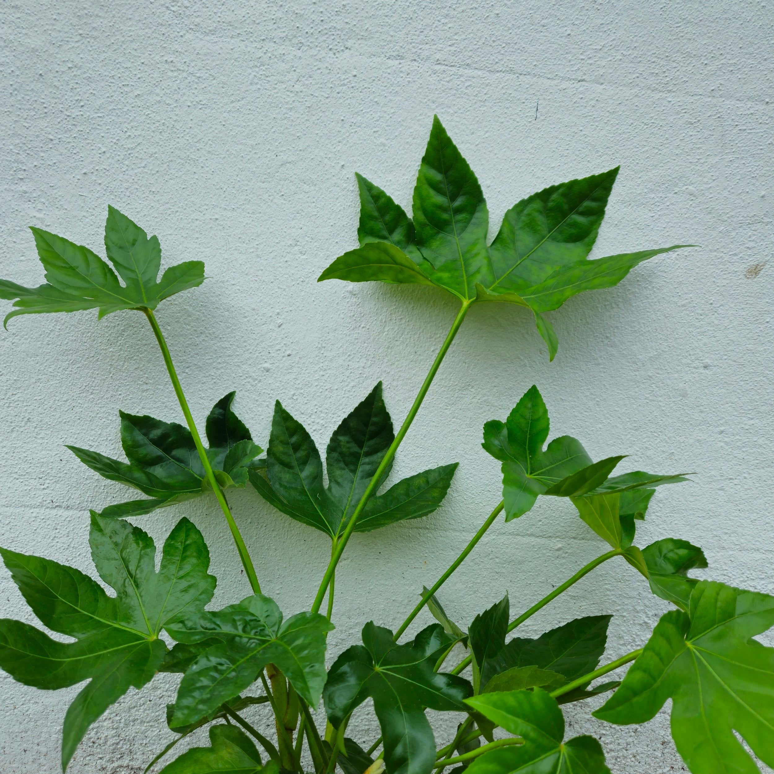 Fatsia japonica (Paper plant/False castor oil plant)