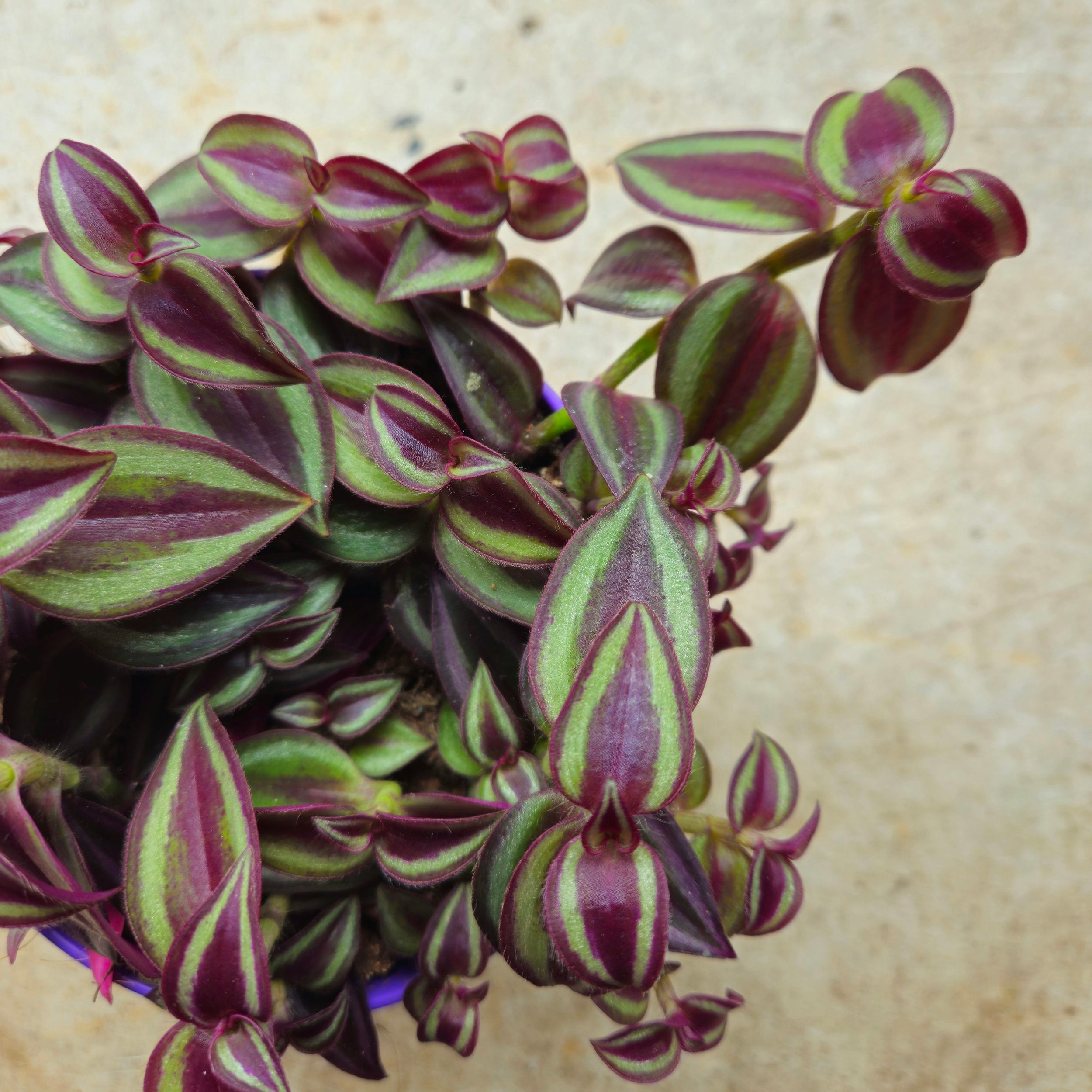 Tradescantia &