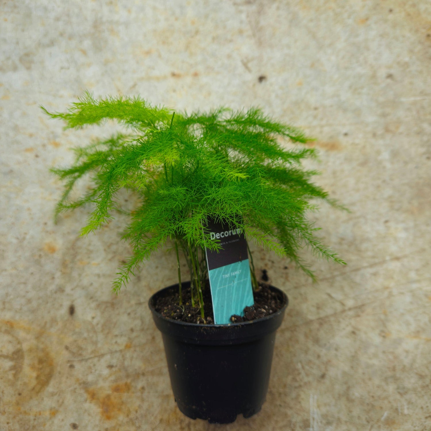 Asparagus setaceus (Asparagus fern) - Various sizes