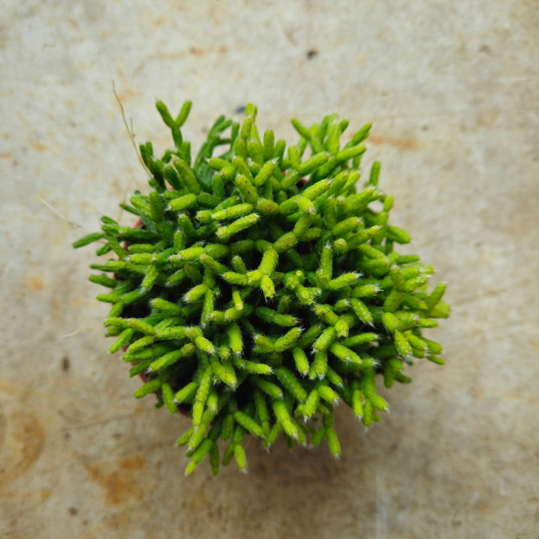 Rhipsalis cereuscula (Rice cactus)