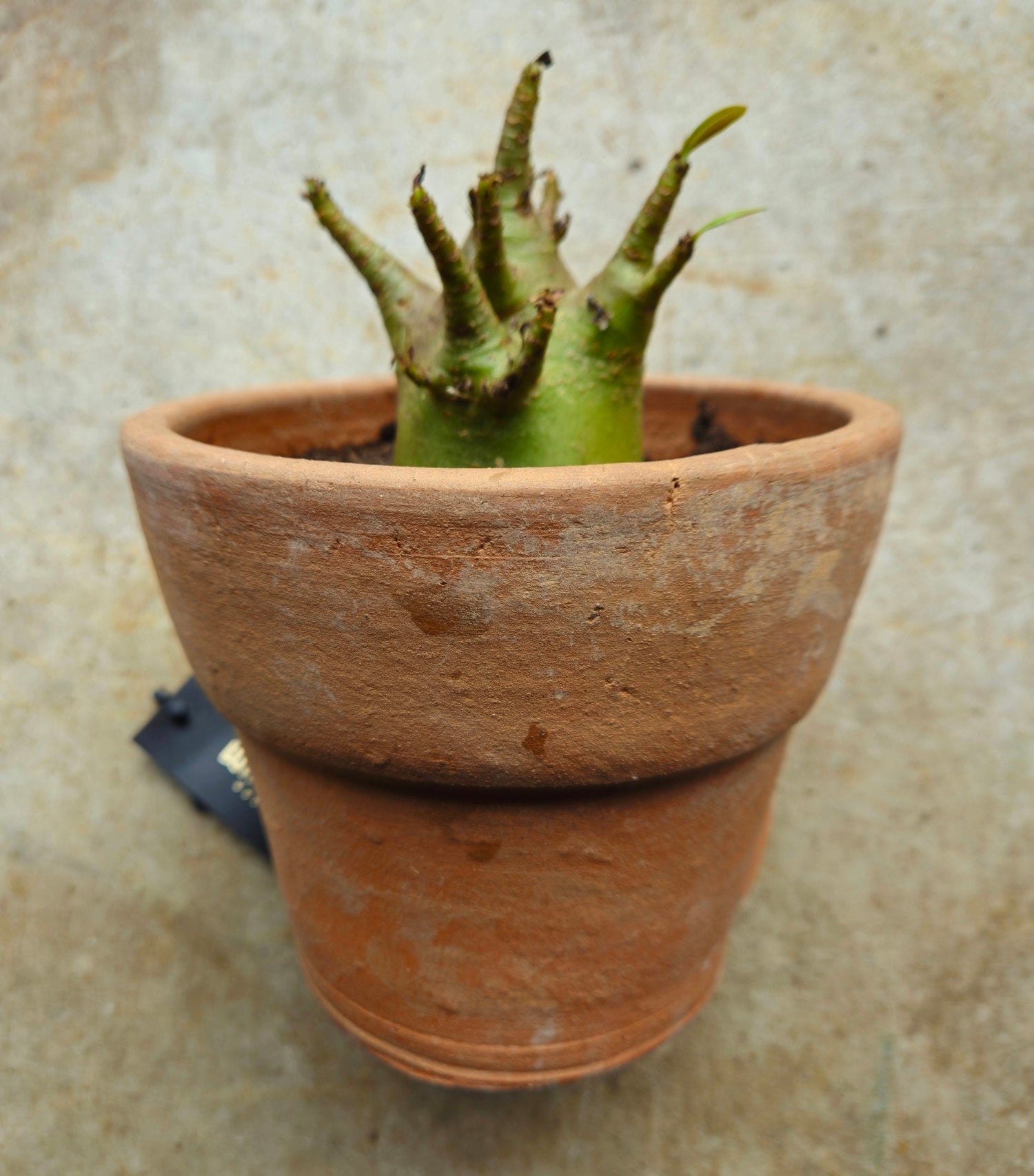 Adenium obesum &