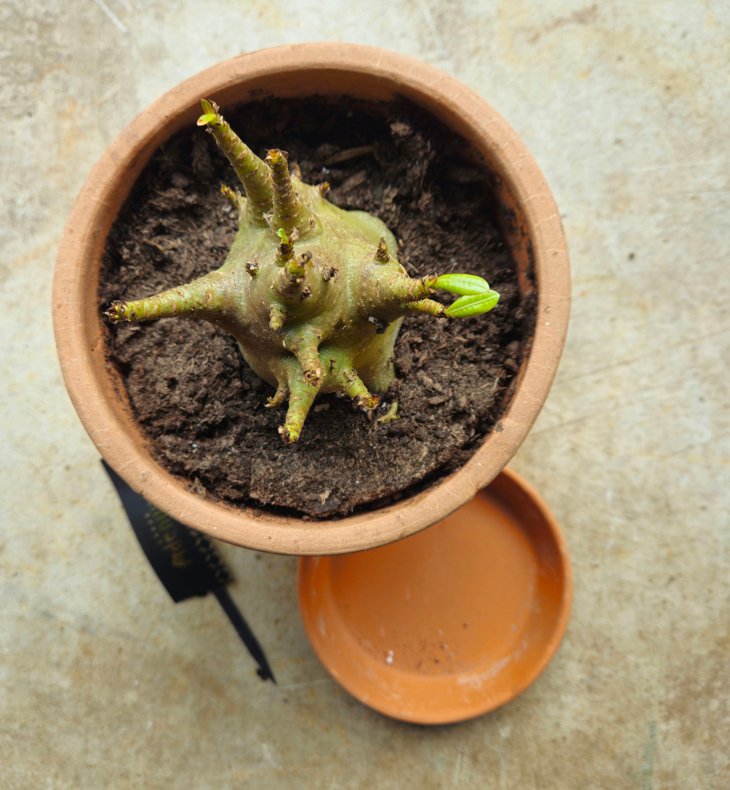 Adenium obesum &