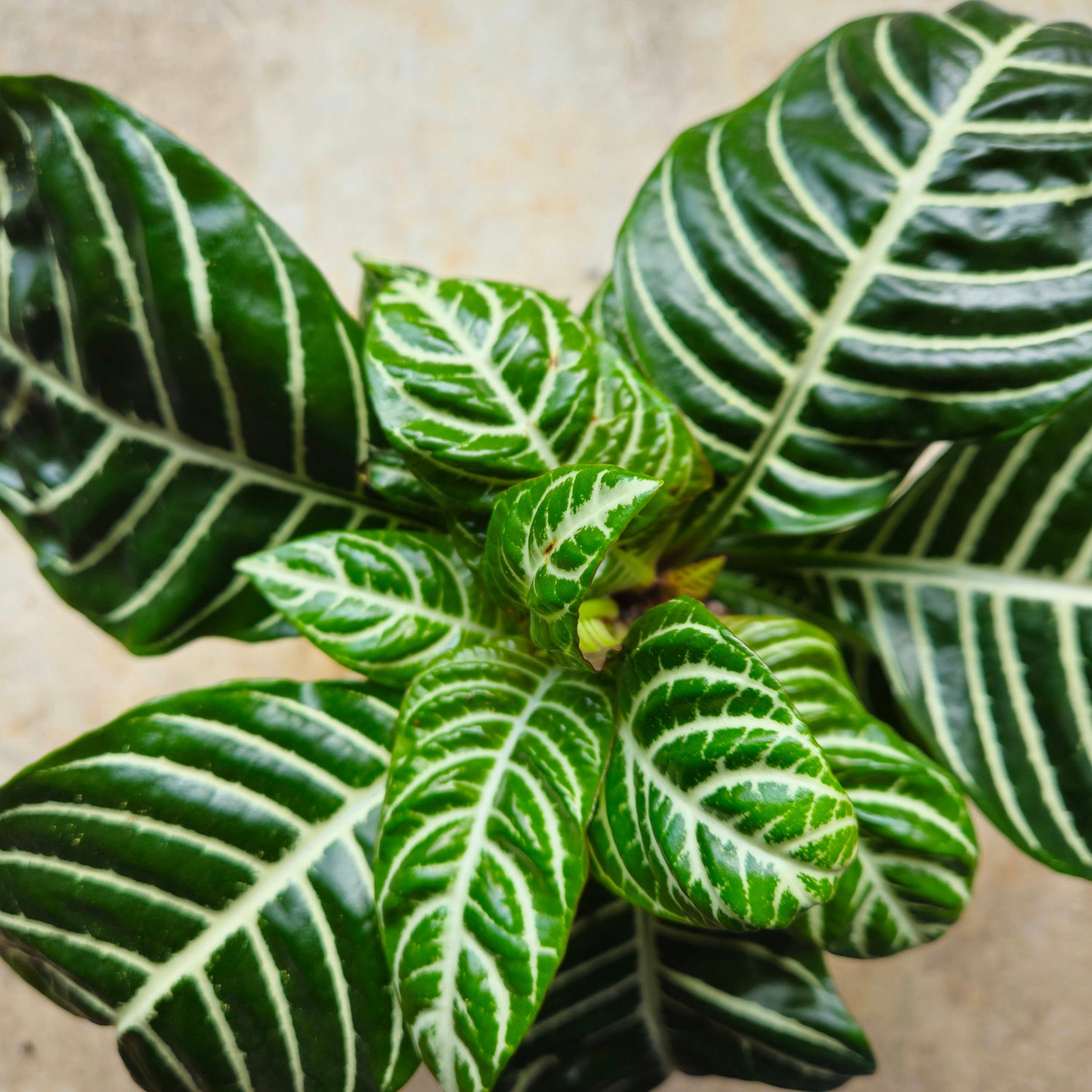 Aphelandra squarrosa &