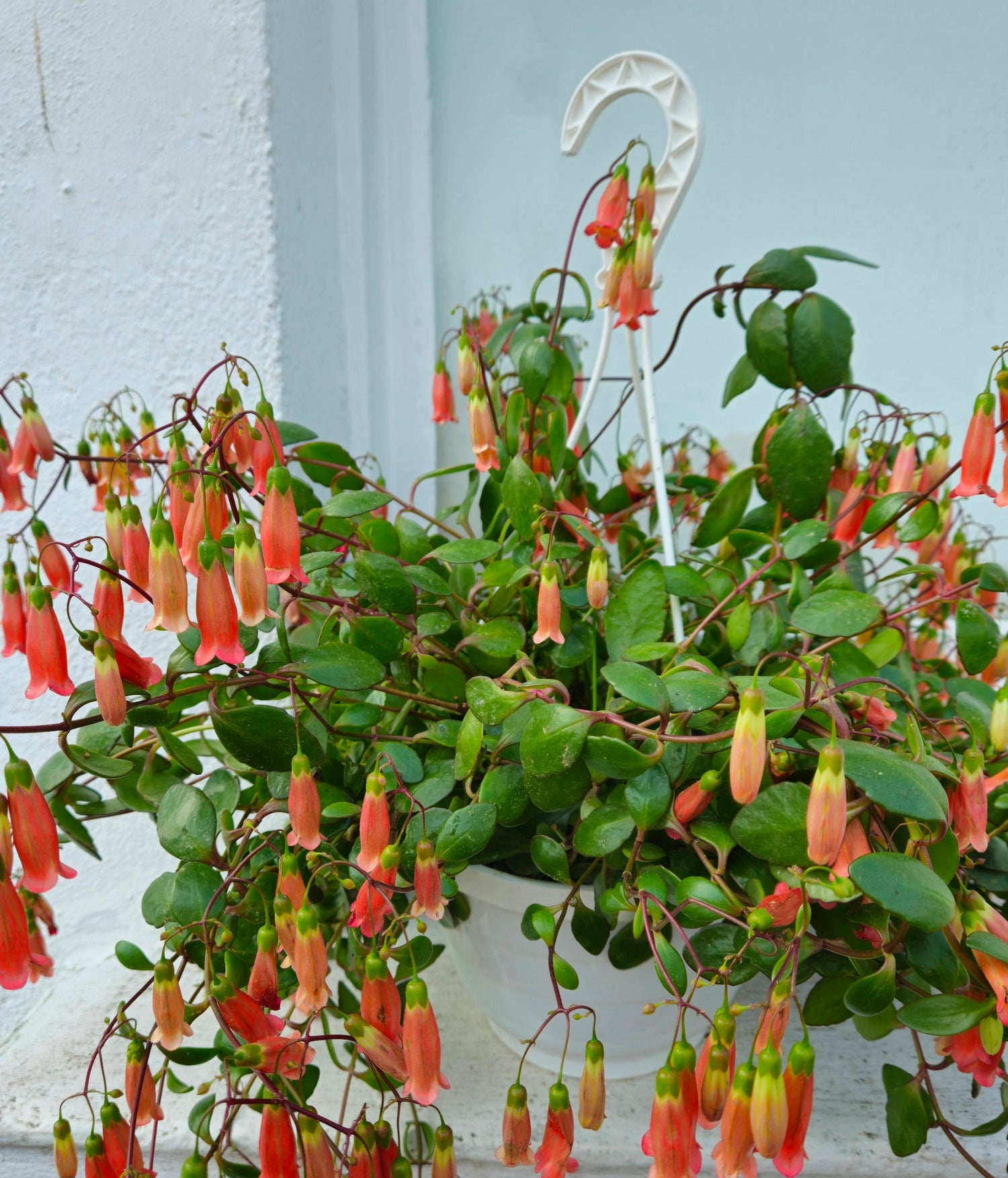 Kalanchoe &