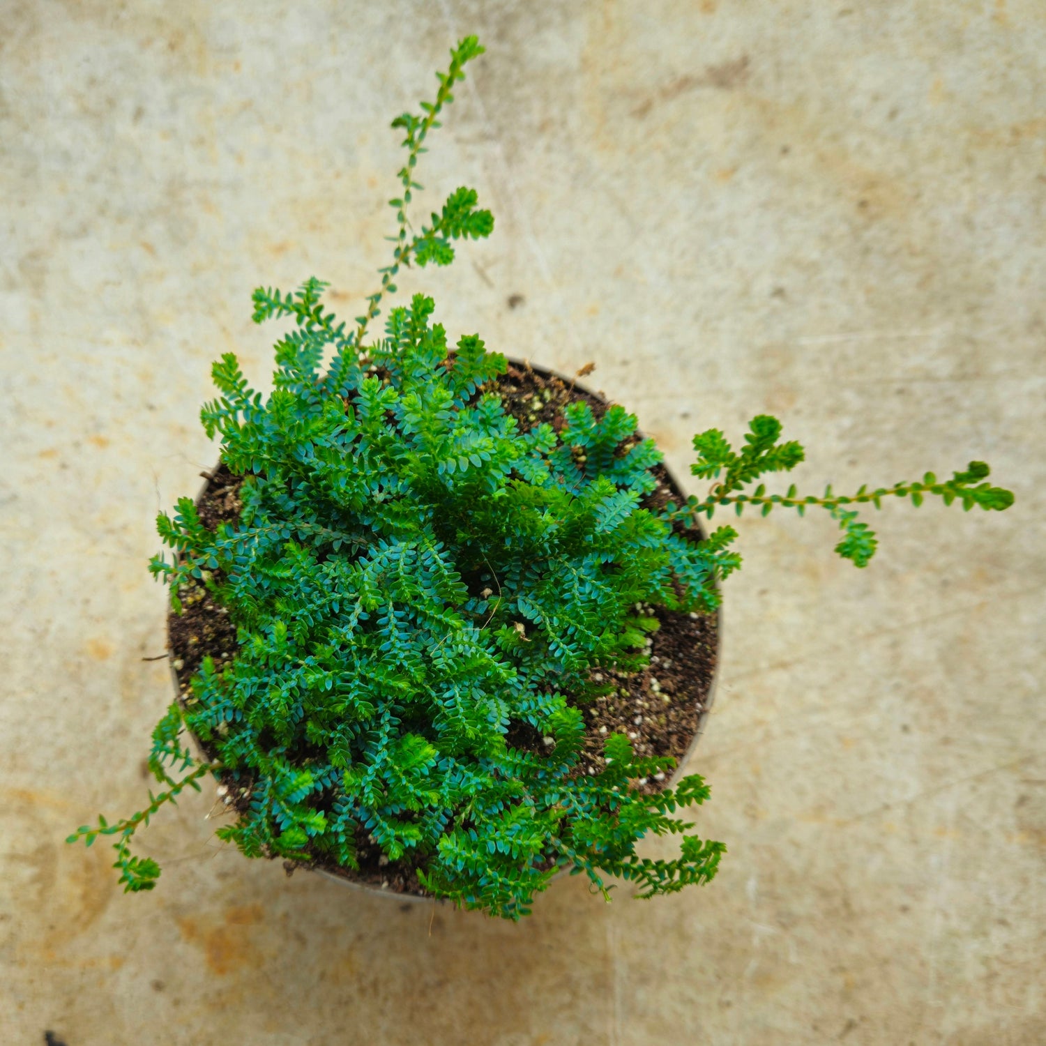 Selaginella uncinata &