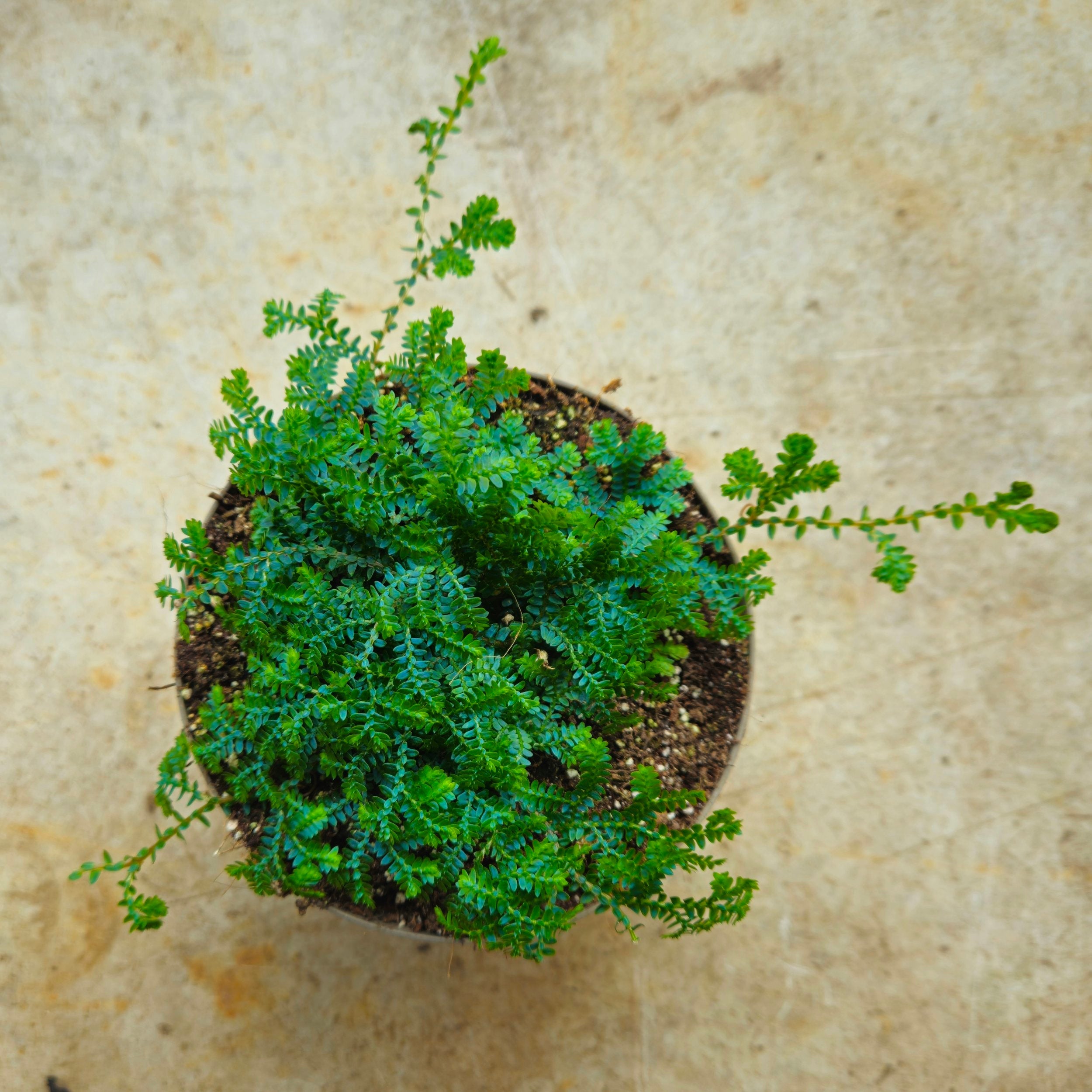 Selaginella uncinata &