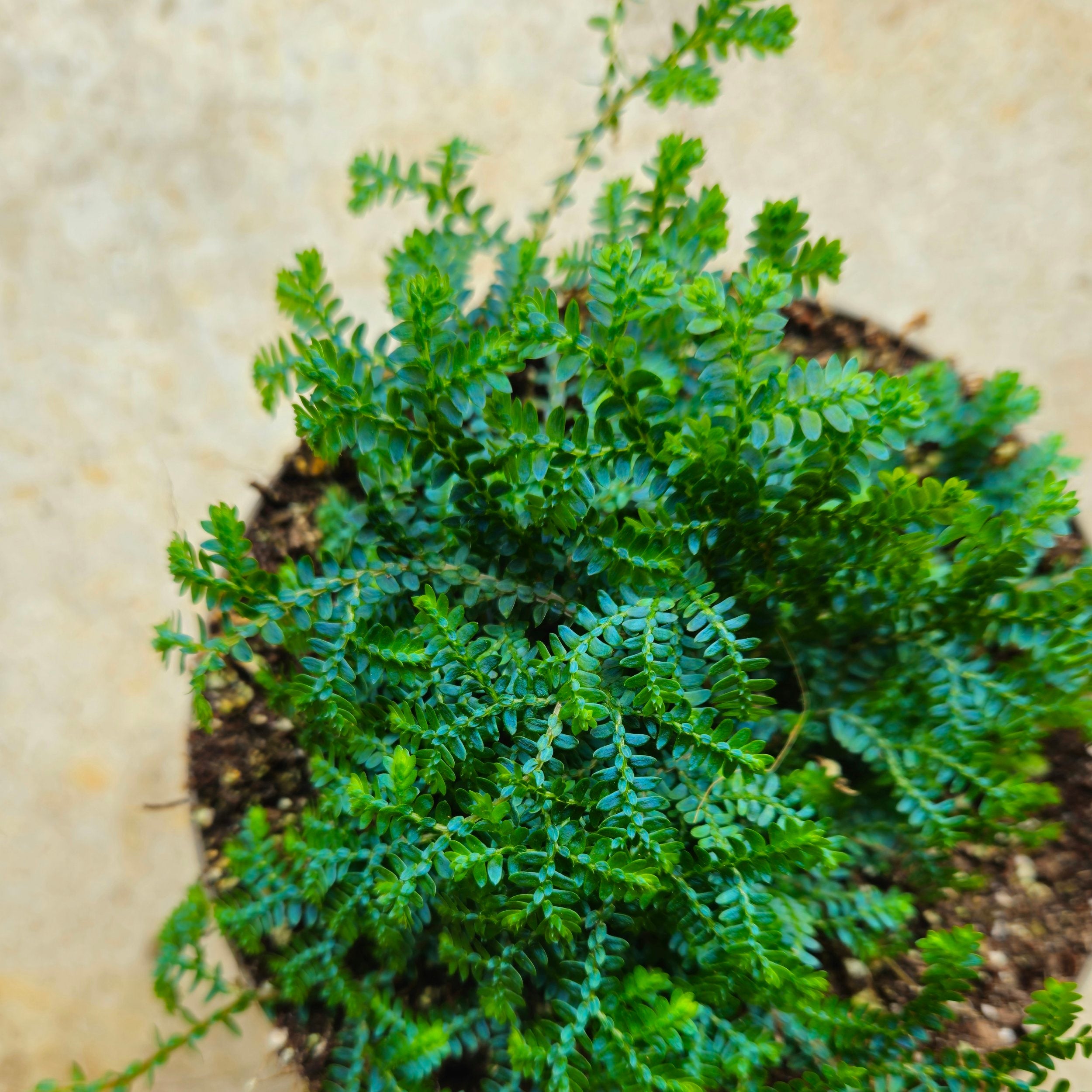 Selaginella uncinata &