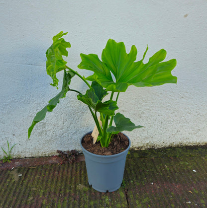 Thaumatophyllum bipinnatifidum syn. Philodendron selloum &