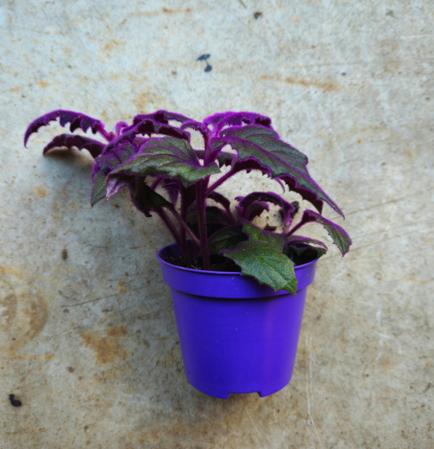 Gynura aurantiaca (Velvet plant)- Various Sizes