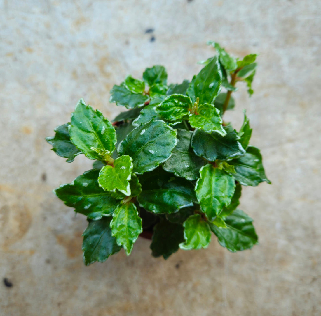 Pilea cadierei (Aluminum plant)