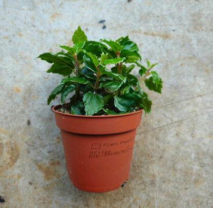 Pilea cadierei (Aluminum plant)