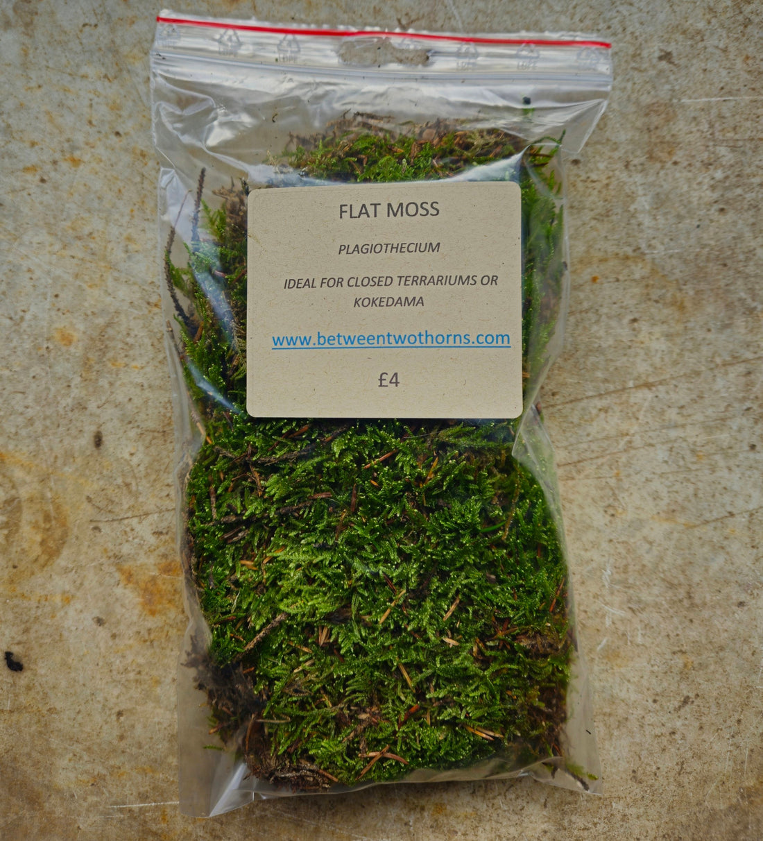 Plagiothecium (Flat moss)