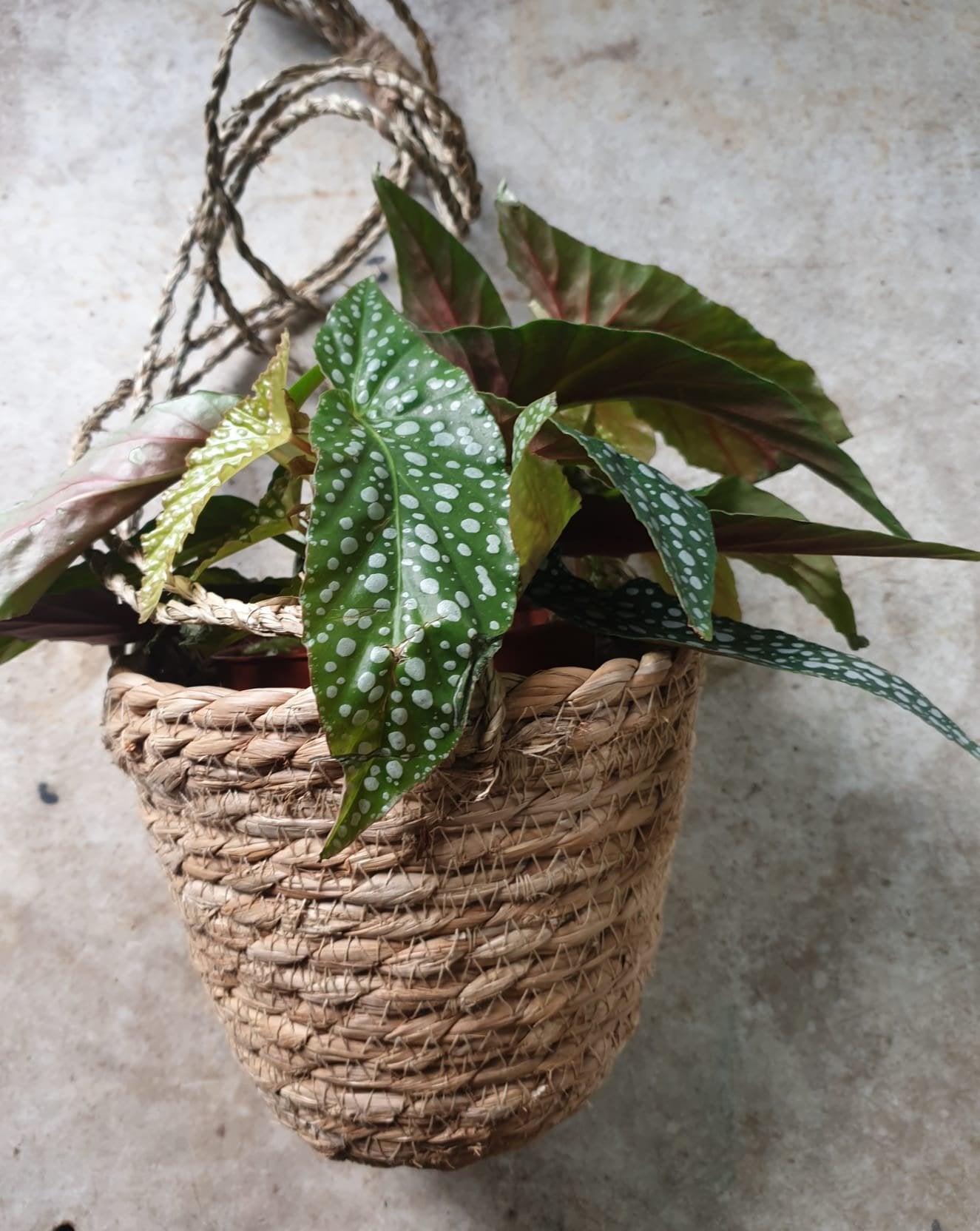 Rope hanging basket- 12cm