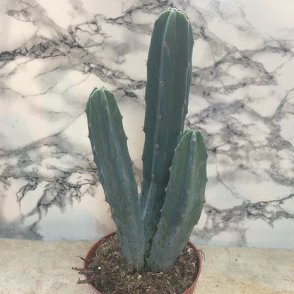 Myrtillocactus geometrizans (Blue Myrtle / Blue Candle Cactus)