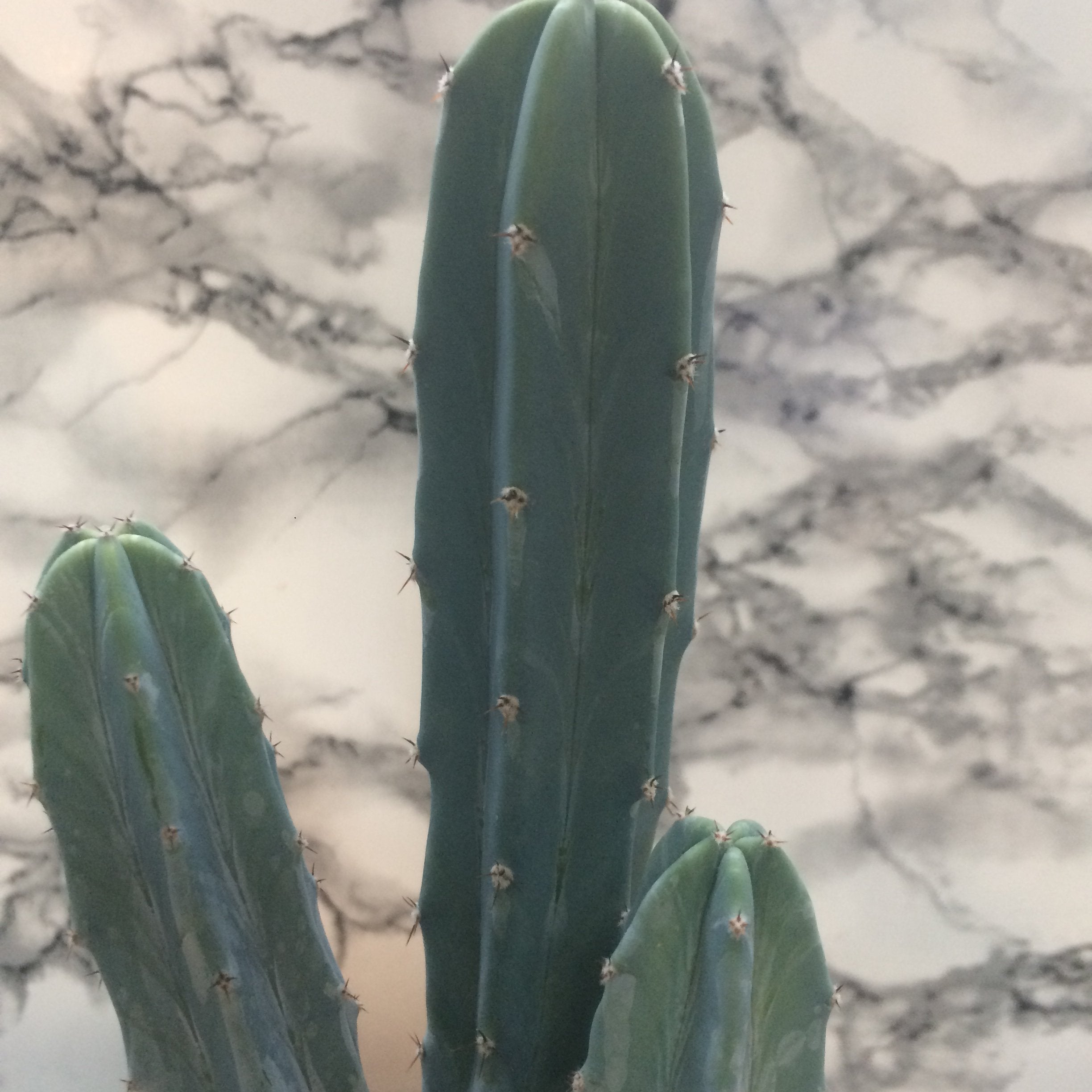 Myrtillocactus geometrizans (Blue Myrtle / Blue Candle Cactus)