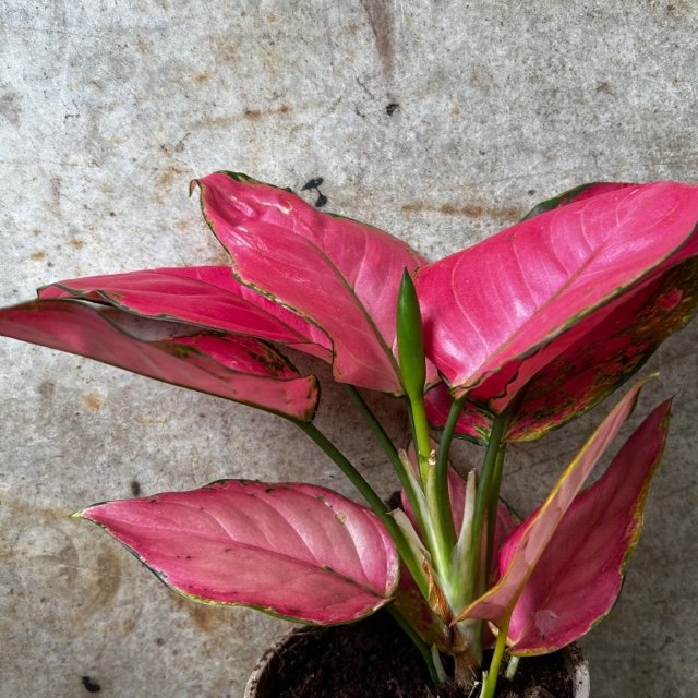 Aglaonema &