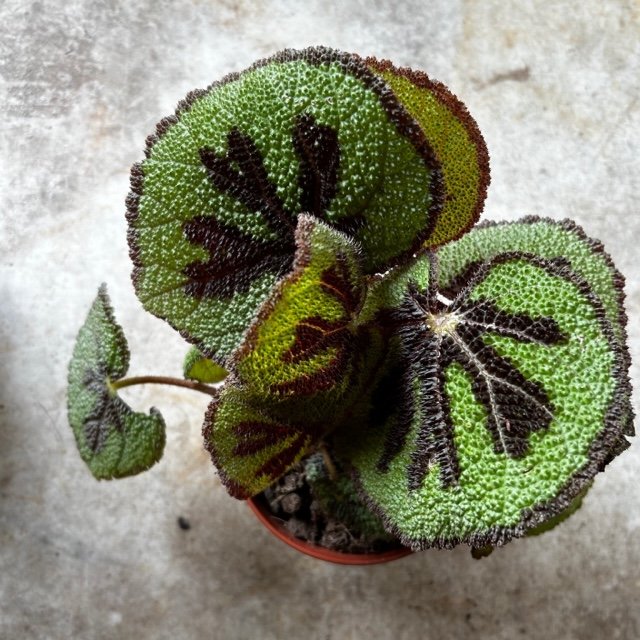 Begonia masoniana &