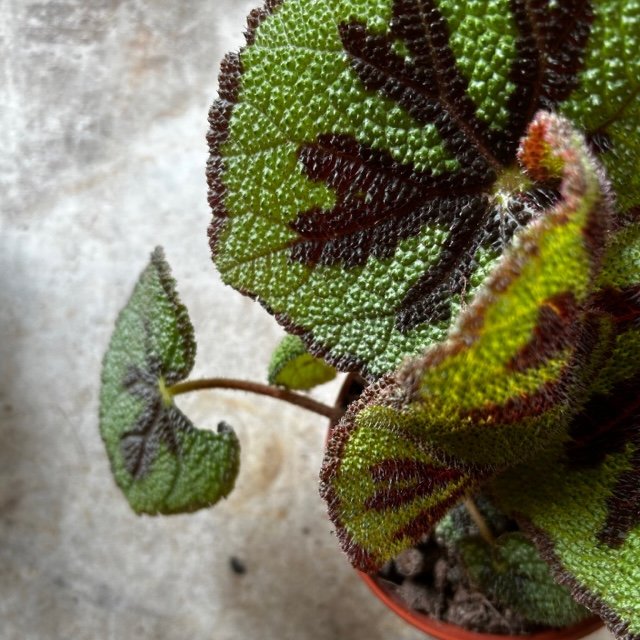 Begonia masoniana &