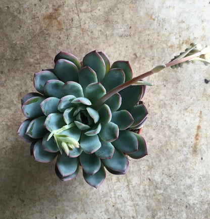 Pachyveria opalina (Succulent)