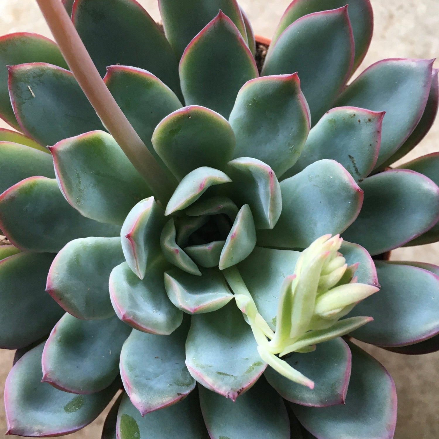 Pachyveria opalina (Succulent)