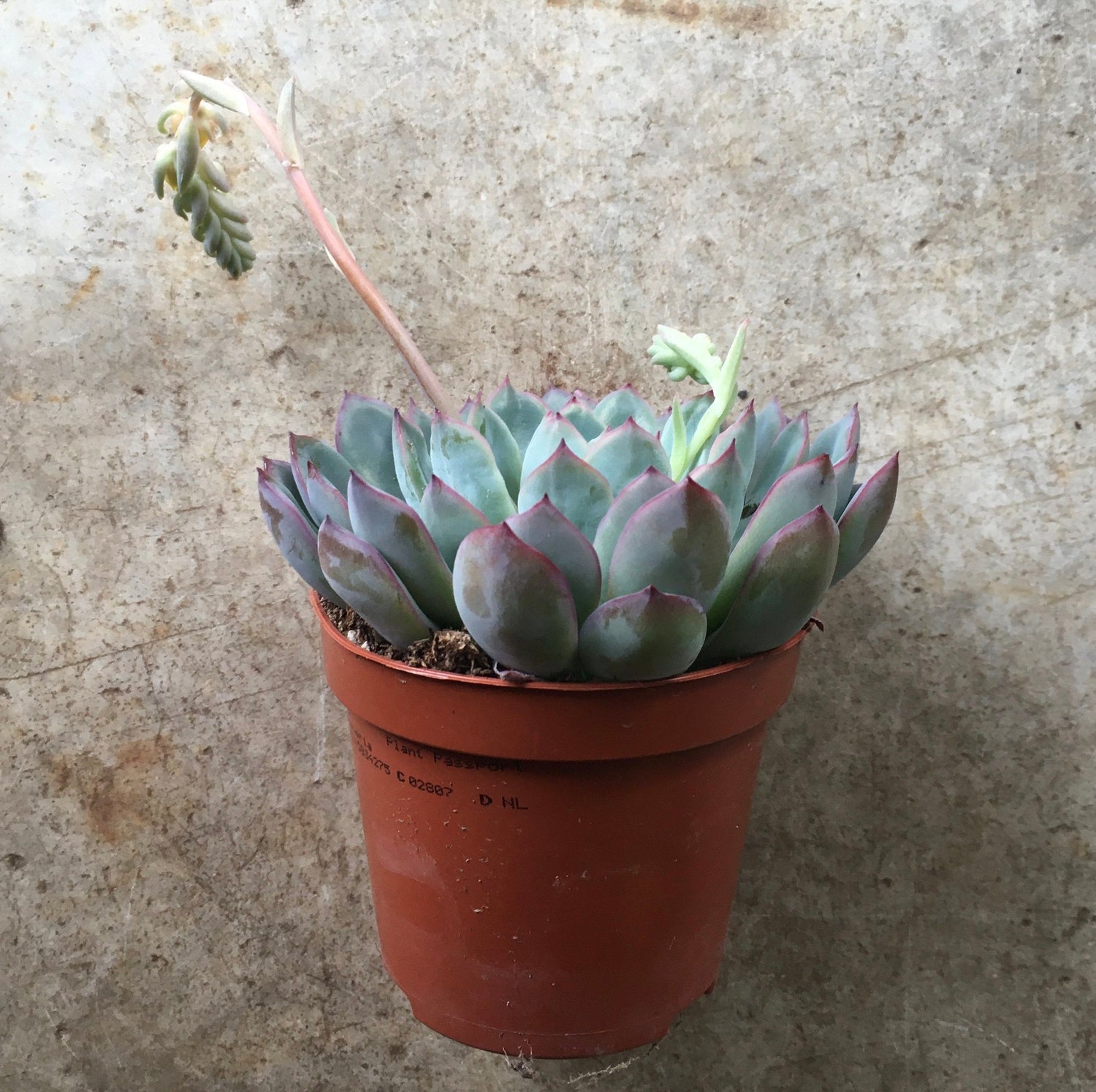 Pachyveria opalina (Succulent)