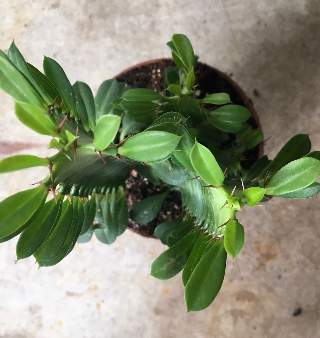 Euphorbia trigona (African Milk Tree)