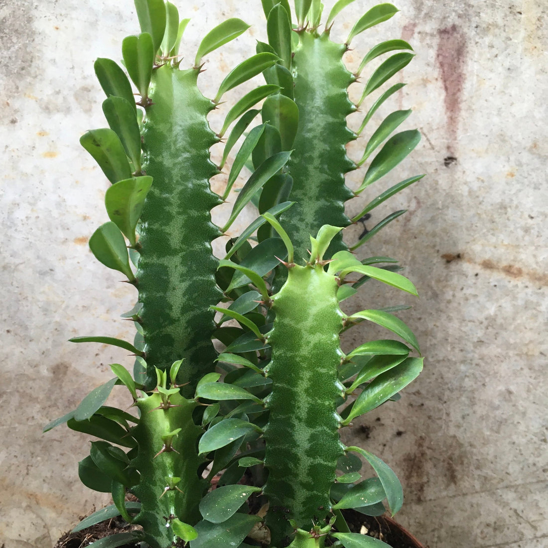 Euphorbia trigona (African Milk Tree)