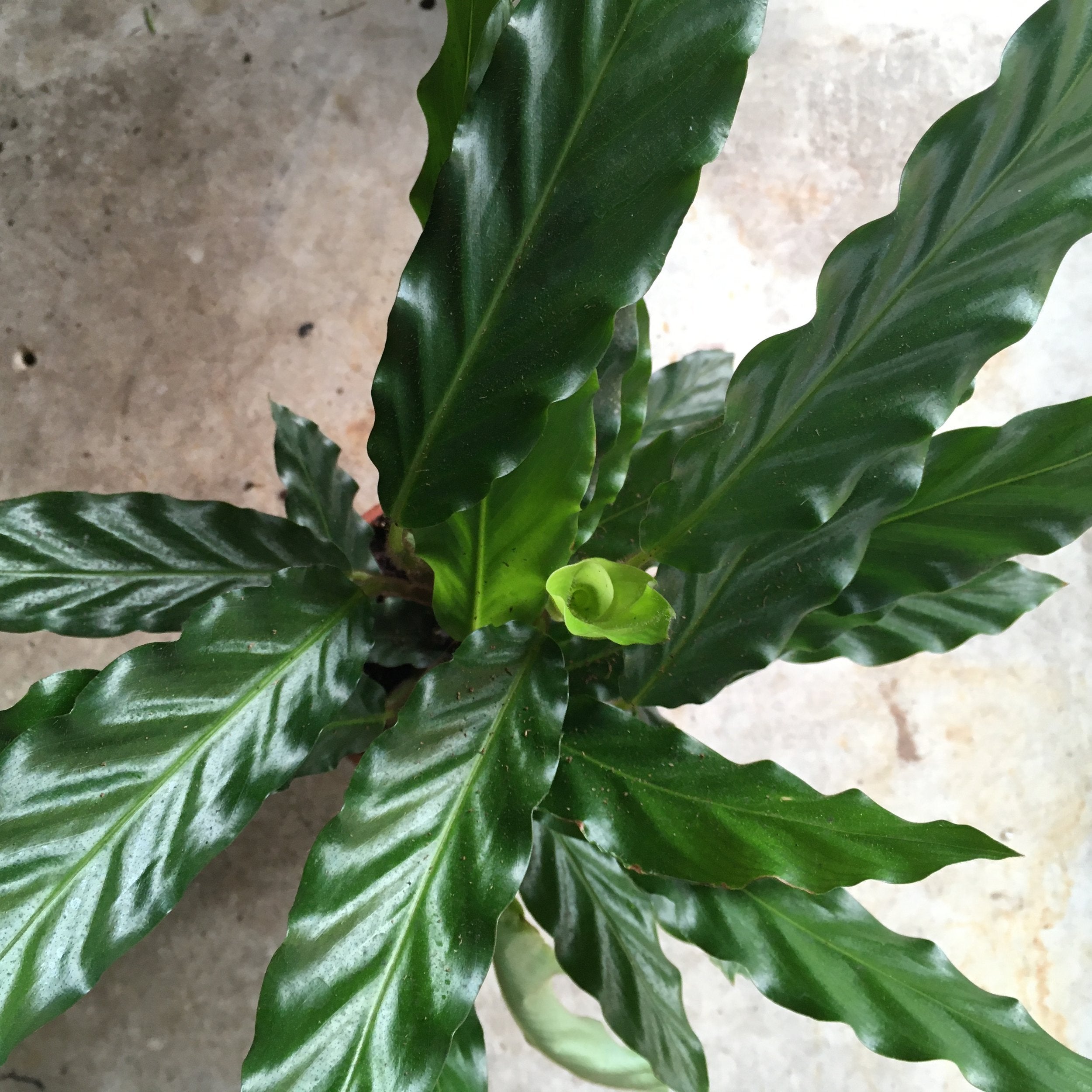 Goeppertia rufibarba syn. Calathea rufibarba (Velvet Calathea) Various sizes