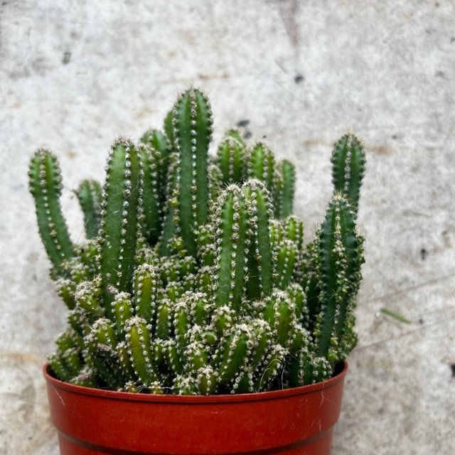 Cereus peruvianus (Peruvian apple cactus)