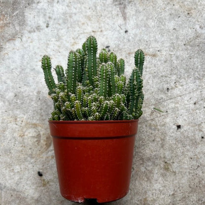 Cereus peruvianus (Peruvian apple cactus)